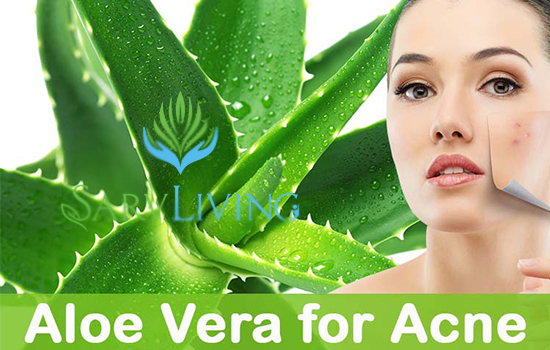 Aloe Vera Cream for Face